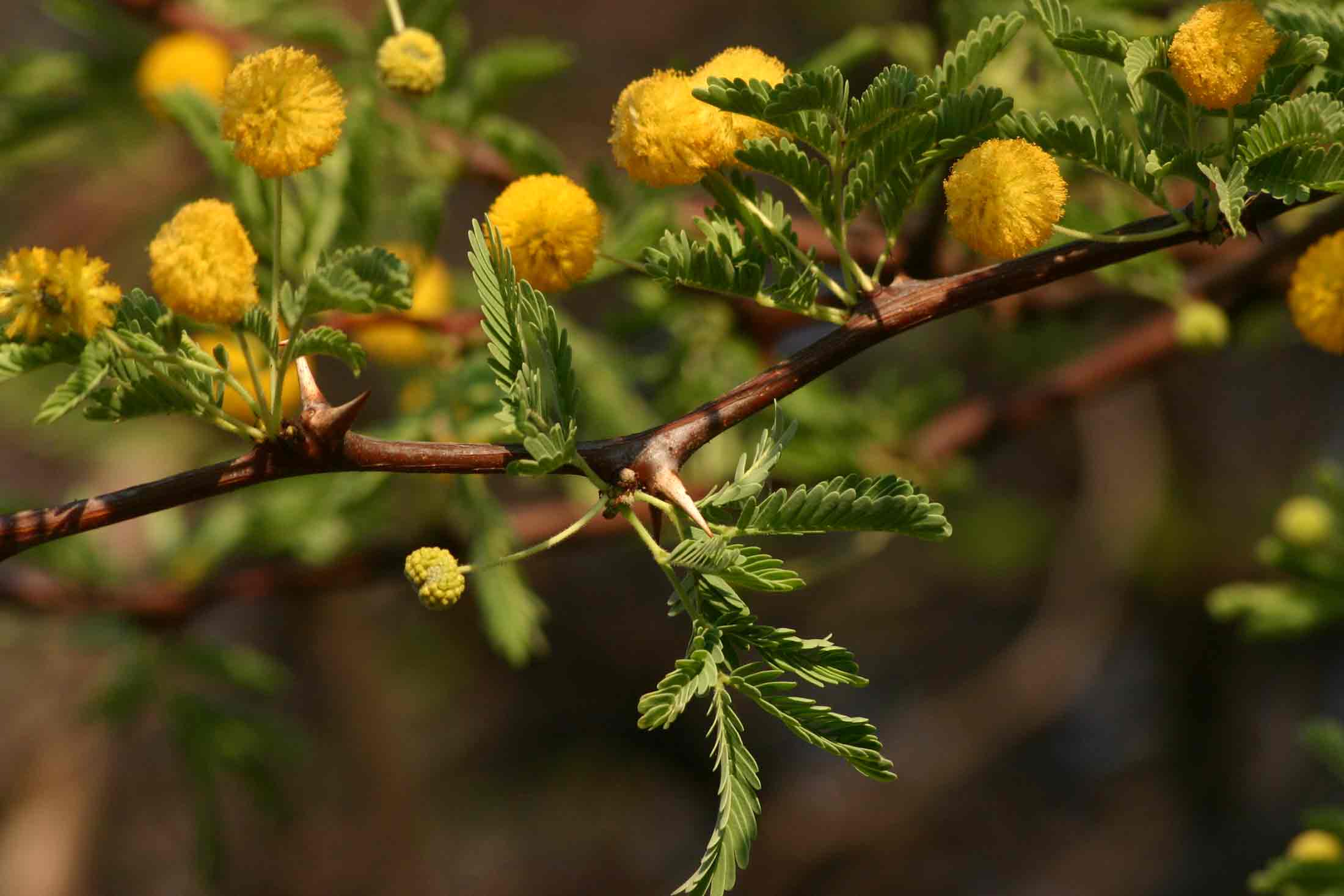 Acacia erioloba