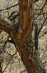 Acacia erubescens