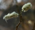 Acacia erubescens