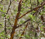 Acacia exuvialis
