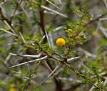 Acacia exuvialis