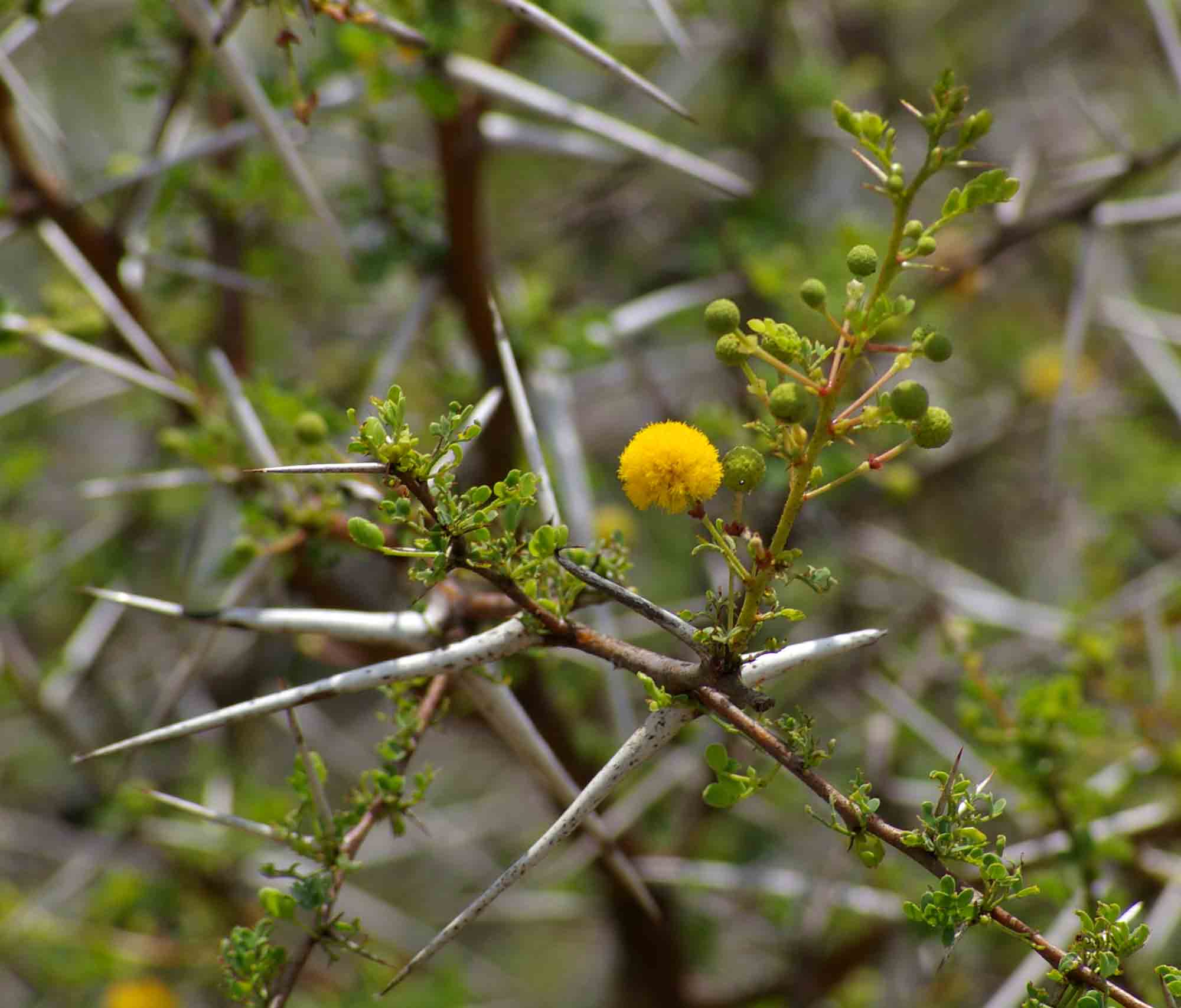 Acacia exuvialis
