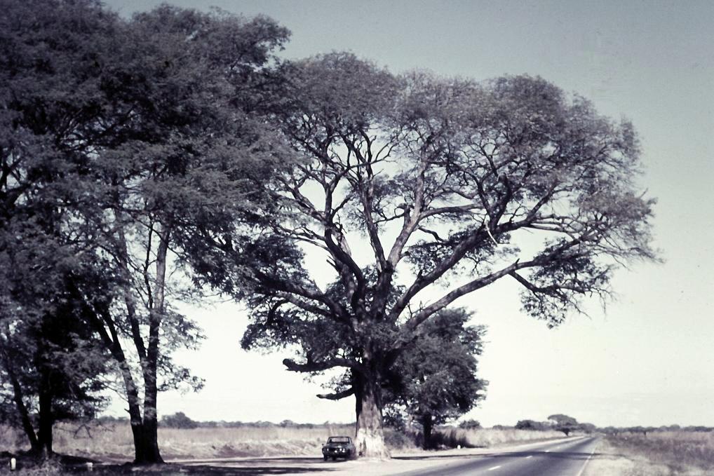 Acacia galpinii