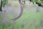 Acacia gerrardii var. gerrardii
