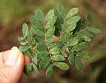 Acacia goetzei subsp. goetzei