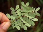 Acacia goetzei subsp. goetzei