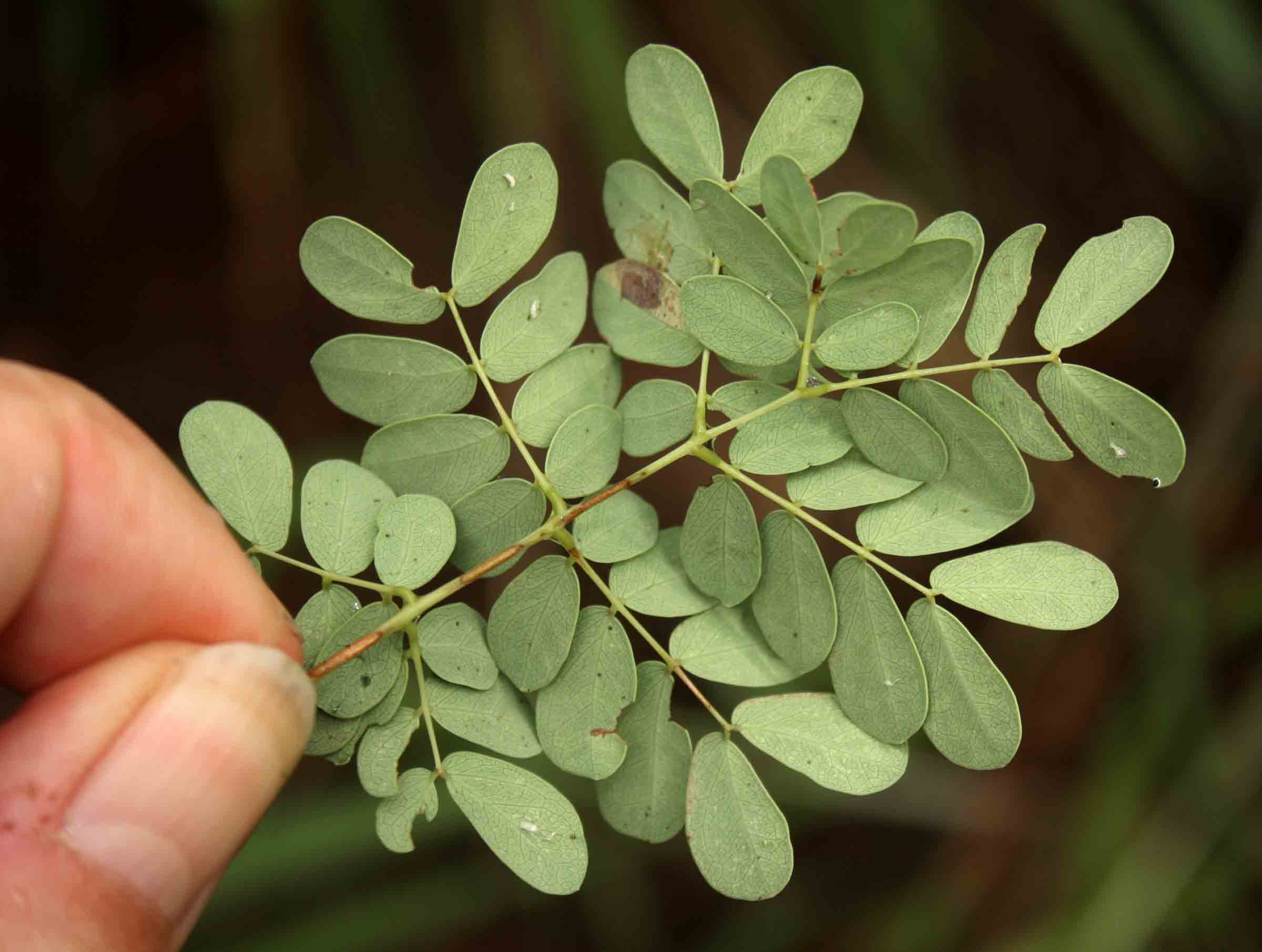 Acacia goetzei subsp. goetzei