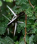 Acacia karroo