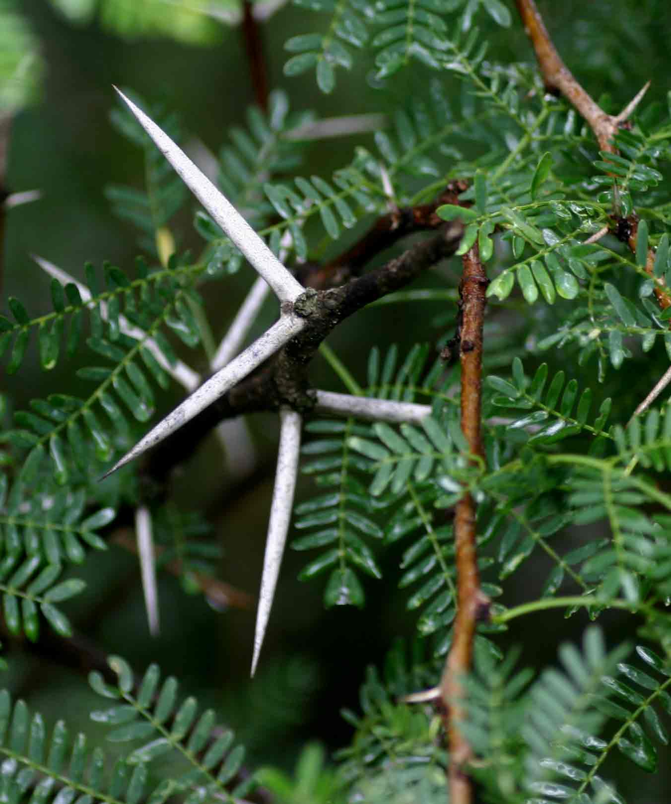 Acacia karroo