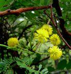 Acacia karroo