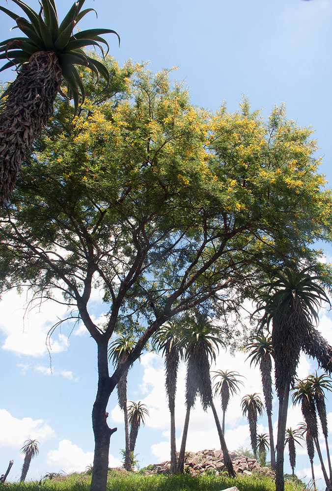 Acacia karroo