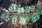 Acacia mellifera subsp. detinens