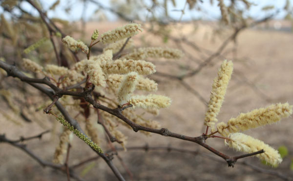 Acacia nigrescens