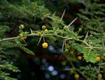 Acacia nilotica subsp. kraussiana