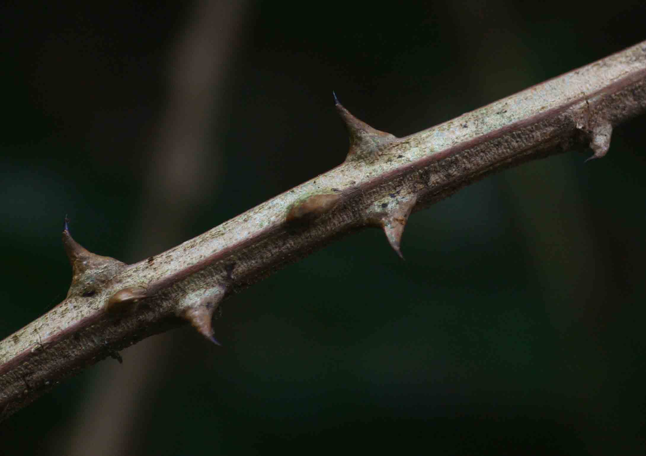 Acacia pentagona