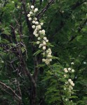Acacia robusta subsp. clavigera