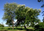 Acacia robusta subsp. clavigera