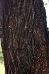 Acacia robusta subsp. clavigera