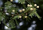 Acacia robusta subsp. clavigera