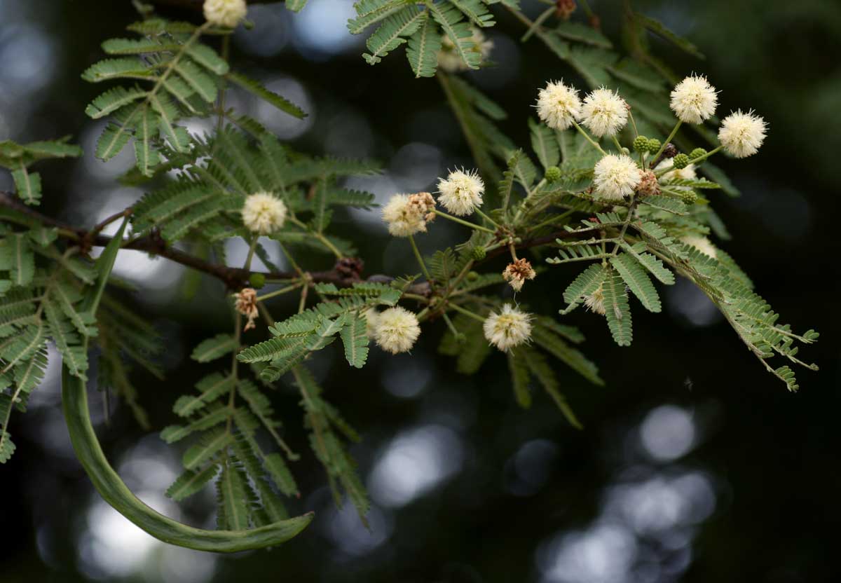 Acacia robusta subsp. clavigera