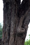 Acacia robusta subsp. clavigera