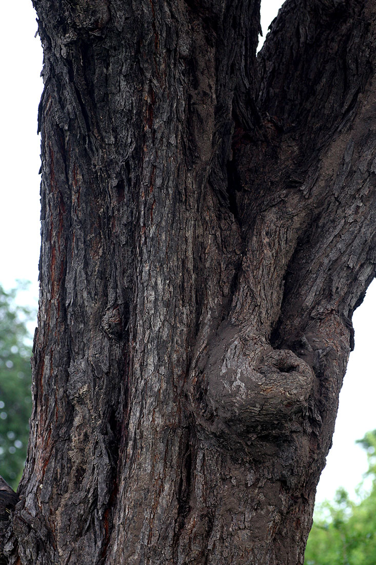 Acacia robusta subsp. clavigera