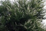 Acacia robusta subsp. clavigera