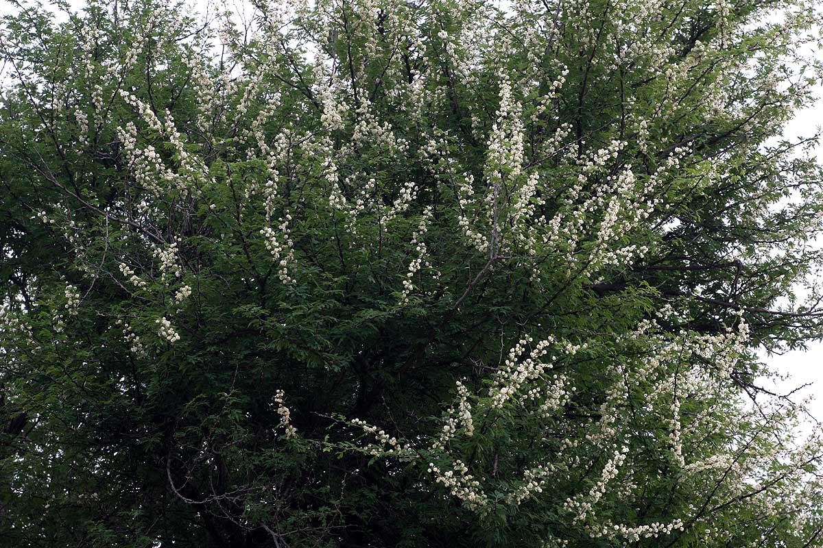 Acacia robusta subsp. clavigera