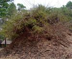 Acacia schweinfurthii