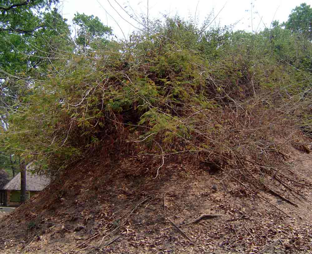 Acacia schweinfurthii