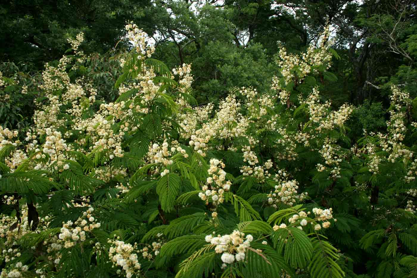 Acacia schweinfurthii
