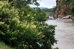 Acacia schweinfurthii