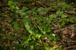 Euphorbia bougheyi