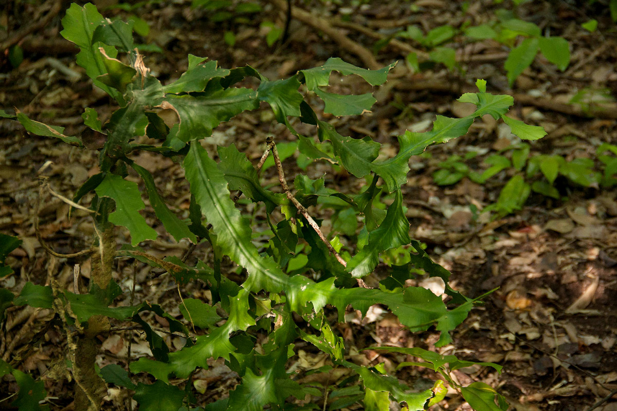 Euphorbia bougheyi