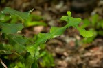 Euphorbia bougheyi