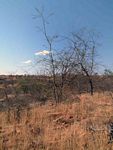 Acacia senegal var. leiorhachis