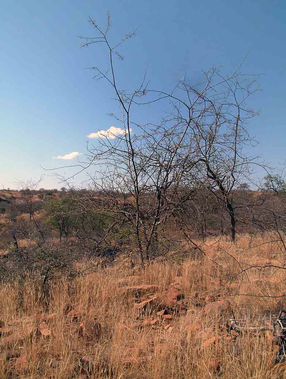 Acacia senegal var. leiorhachis
