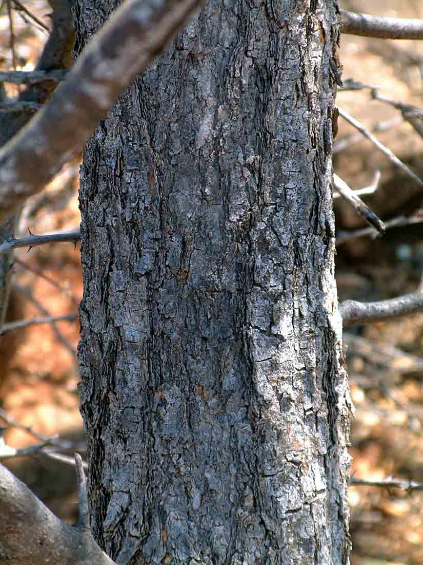 Acacia senegal var. leiorhachis