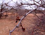 Acacia senegal var. leiorhachis