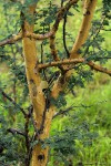 Acacia senegal var. leiorhachis