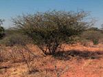 Acacia senegal var. rostrata