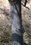 Acacia senegal var. rostrata