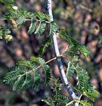 Acacia senegal var. rostrata