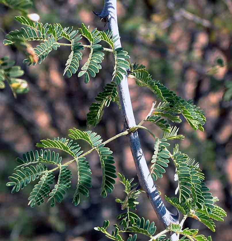 Acacia senegal var. rostrata