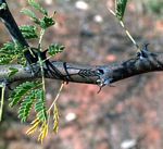 Acacia senegal var. rostrata