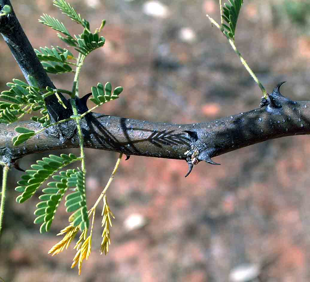Acacia senegal var. rostrata
