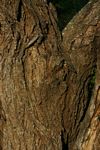 Acacia tortilis subsp. heteracantha