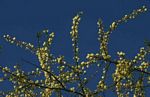 Acacia tortilis subsp. heteracantha
