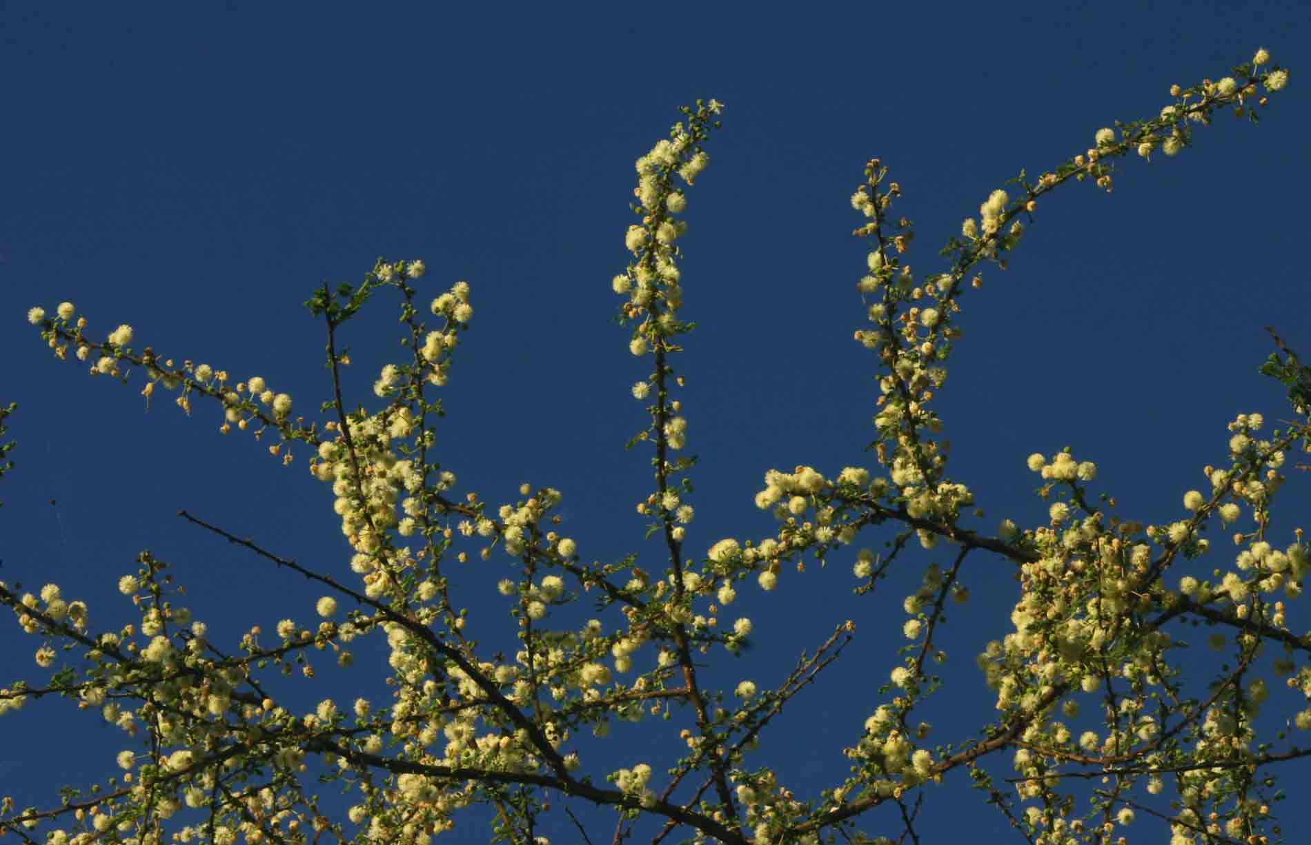Acacia tortilis subsp. heteracantha