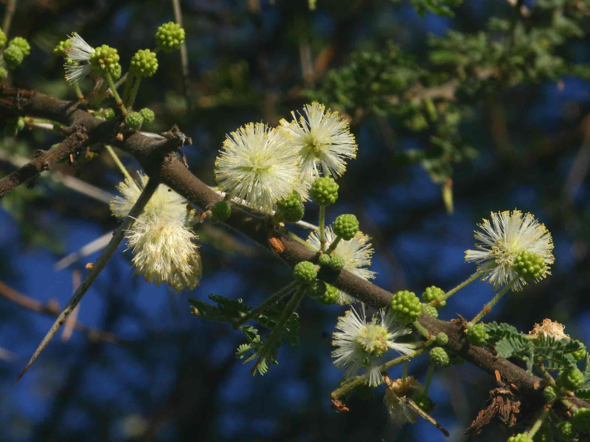 Acacia tortilis subsp. heteracantha